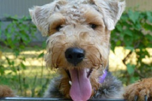 David Albert's dog Remy