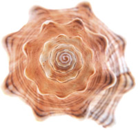 biomimicry shell